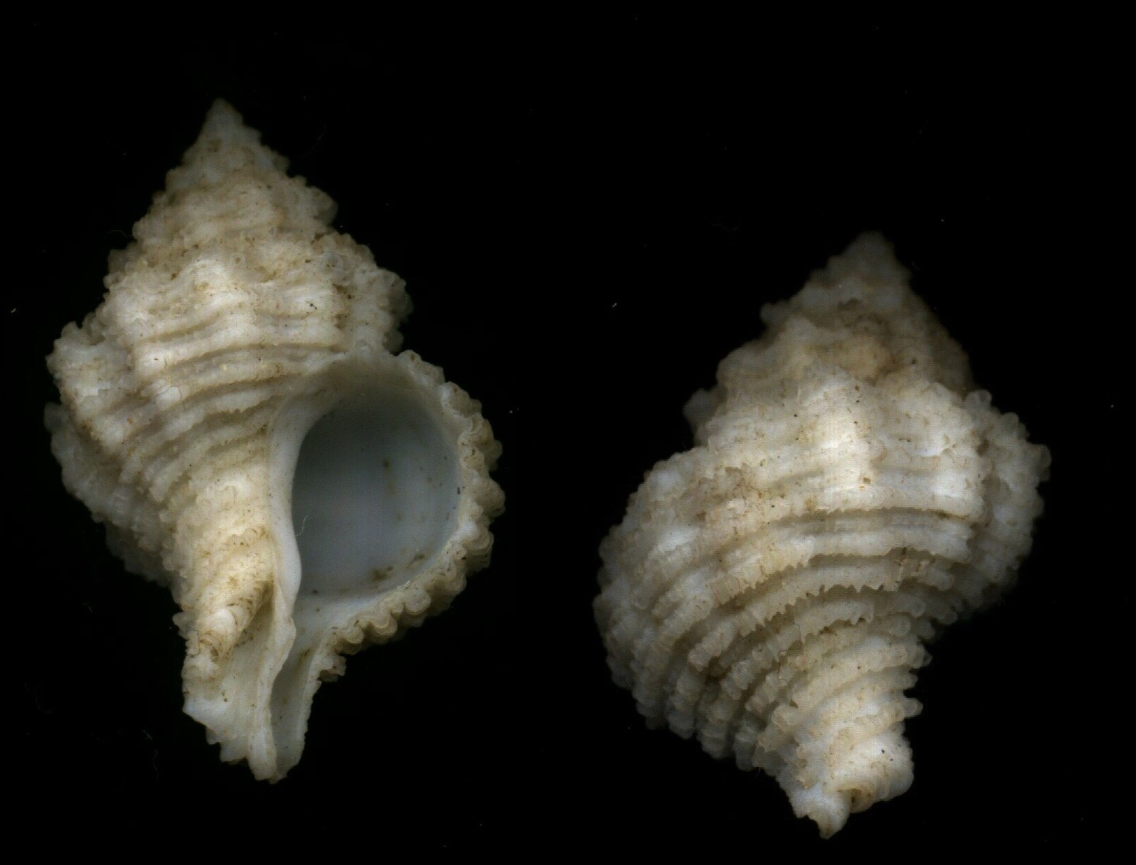 Coralliophila squamosa